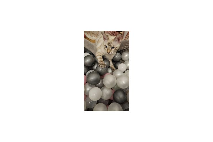 Snowbengal Katze blauen Augen - Rassekatzen - Bild 1