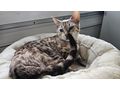 Snowbengal Katze blauen Augen - Rassekatzen - Bild 8
