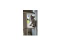 Snowbengal Katze blauen Augen - Rassekatzen - Bild 6