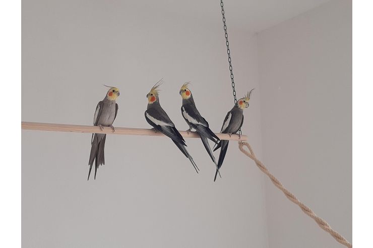 4 Nymphensittiche abzugeben - Sittiche - Bild 1