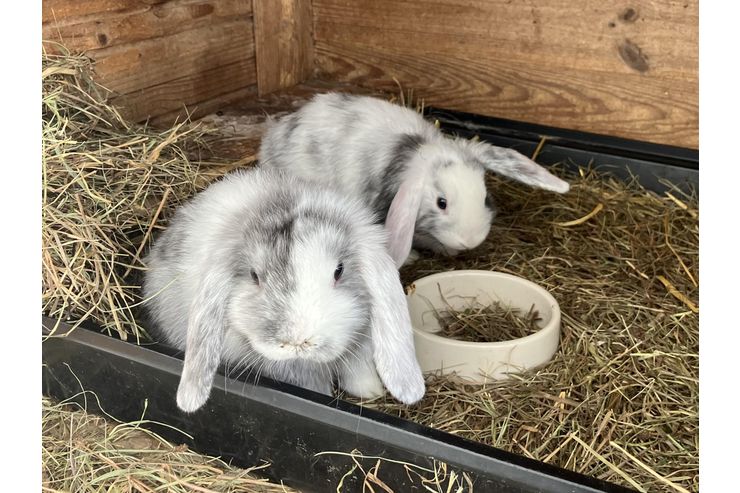 Junge Zwergwidder abzugeben - Kaninchen & Hasen - Bild 1
