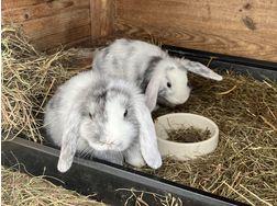 Junge Zwergwidder abzugeben - Kaninchen & Hasen - Bild 1