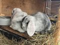 Junge Zwergwidder abzugeben - Kaninchen & Hasen - Bild 2