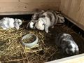 Junge Zwergwidder abzugeben - Kaninchen & Hasen - Bild 3