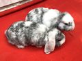 Junge Zwergwidder abzugeben - Kaninchen & Hasen - Bild 4