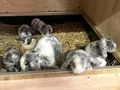 Junge Zwergwidder abzugeben - Kaninchen & Hasen - Bild 5
