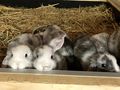 Junge Zwergwidder abzugeben - Kaninchen & Hasen - Bild 6