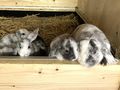 Junge Zwergwidder abzugeben - Kaninchen & Hasen - Bild 7