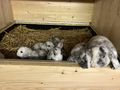 Junge Zwergwidder abzugeben - Kaninchen & Hasen - Bild 8