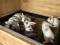 Junge Zwergwidder abzugeben - Kaninchen & Hasen - Bild 9