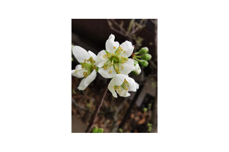 Haushaltshilfe gesucht - Haushaltshilfe & Reinigung - Bild 1