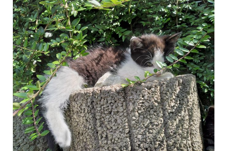 Kater - Mischlingskatzen - Bild 1