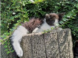 Kater - Mischlingskatzen - Bild 1