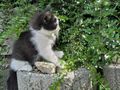 Kater - Mischlingskatzen - Bild 3