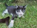 Kater - Mischlingskatzen - Bild 2