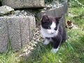 Kater - Mischlingskatzen - Bild 4