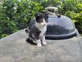 Kater - Mischlingskatzen - Bild 5