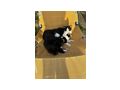 Kater - Mischlingskatzen - Bild 6
