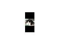 Kater - Mischlingskatzen - Bild 8