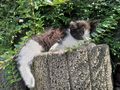Kater - Mischlingskatzen - Bild 1