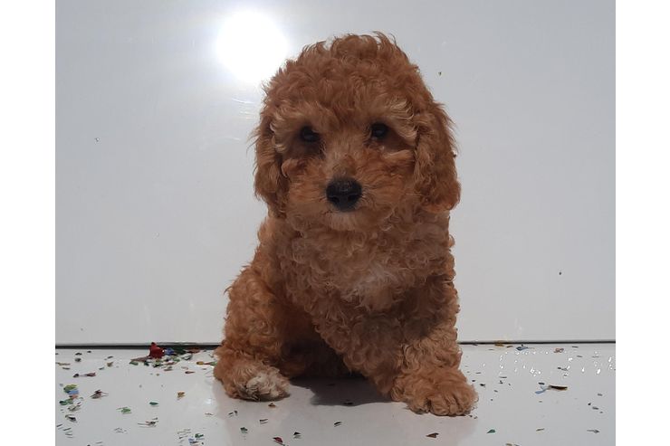 Zwergpudel Welpe Familienhund Pudel apricot - Rassehunde - Bild 1