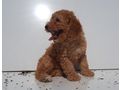 Zwergpudel Welpe Familienhund Pudel apricot - Rassehunde - Bild 2