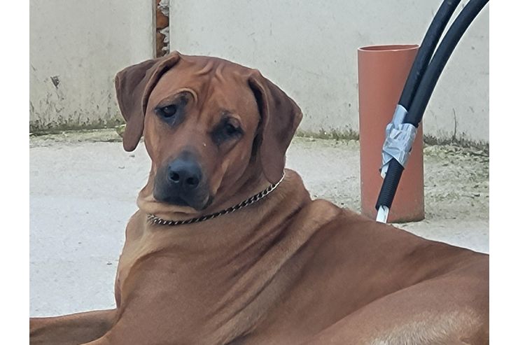 Vergeben Righback Hndin - Rassehunde - Bild 1