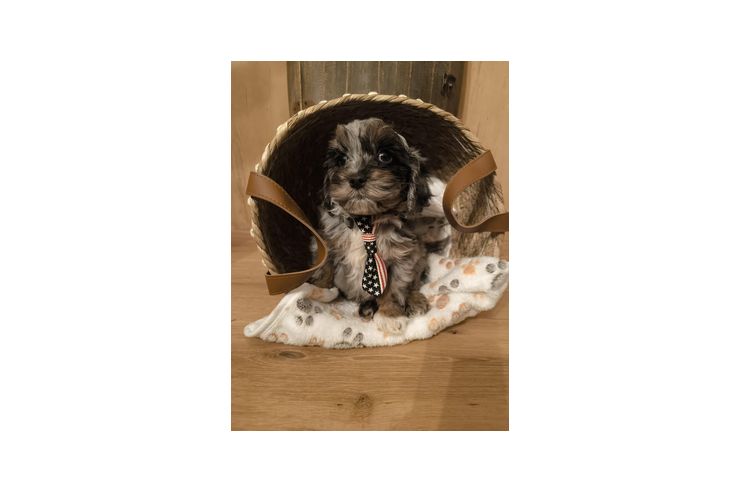 Bildh�bsche Cockerdoodle Planung - Mischlingshunde - Bild 1