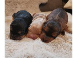 UNSERE COCKERDOODLE BABYS SIND GELANDET - Mischlingshunde - Bild 1