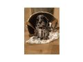Bildhbsche American Cockapoo - Mischlingshunde - Bild 3