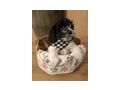 Bildhbsche American Cockapoo - Mischlingshunde - Bild 1