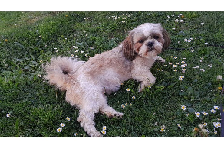 Shih tzu Hndin - Rassehunde - Bild 1
