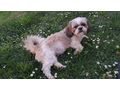 Shih tzu Hndin - Rassehunde - Bild 1