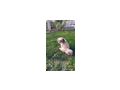 Shih tzu Hndin - Rassehunde - Bild 2