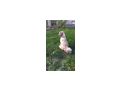 Shih tzu Hndin - Rassehunde - Bild 3