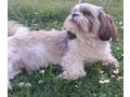 Shih tzu Hndin - Rassehunde - Bild 4