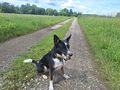 Border Collie Terrier Mix 3Jahre vergeben - Mischlingshunde - Bild 2