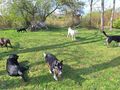 Border Collie Terrier Mix 3Jahre vergeben - Mischlingshunde - Bild 10