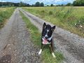Border Collie Terrier Mix 3Jahre vergeben - Mischlingshunde - Bild 1