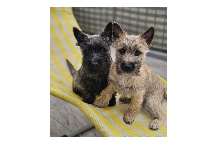 2 Cairn Terrier Junghunde vergeben - Rassehunde - Bild 1