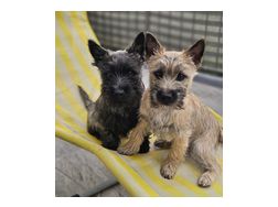 2 Cairn Terrier Junghunde vergeben - Rassehunde - Bild 1