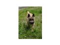 2 Cairn Terrier Junghunde vergeben - Rassehunde - Bild 2