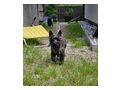 2 Cairn Terrier Junghunde vergeben - Rassehunde - Bild 3