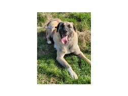 Gea NOTFALL sterreich - Mischlingshunde - Bild 1