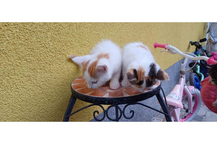 Se Babykatzen - Mischlingskatzen - Bild 1