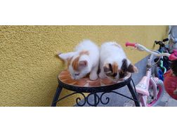 Se Babykatzen - Mischlingskatzen - Bild 1