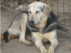 Jana Teil IHRER Familie - Mischlingshunde - Bild 1