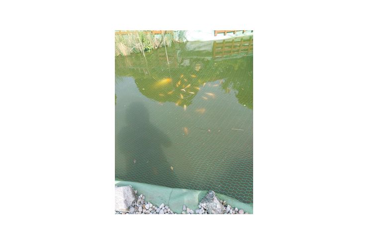 kleine KOI verschenken - Fische - Bild 1