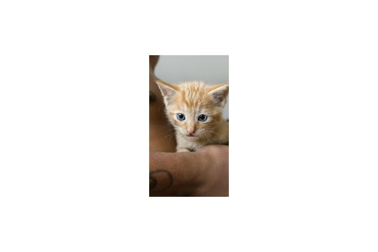 Kitten vergeben - Mischlingskatzen - Bild 1