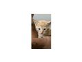 Kitten vergeben - Mischlingskatzen - Bild 1